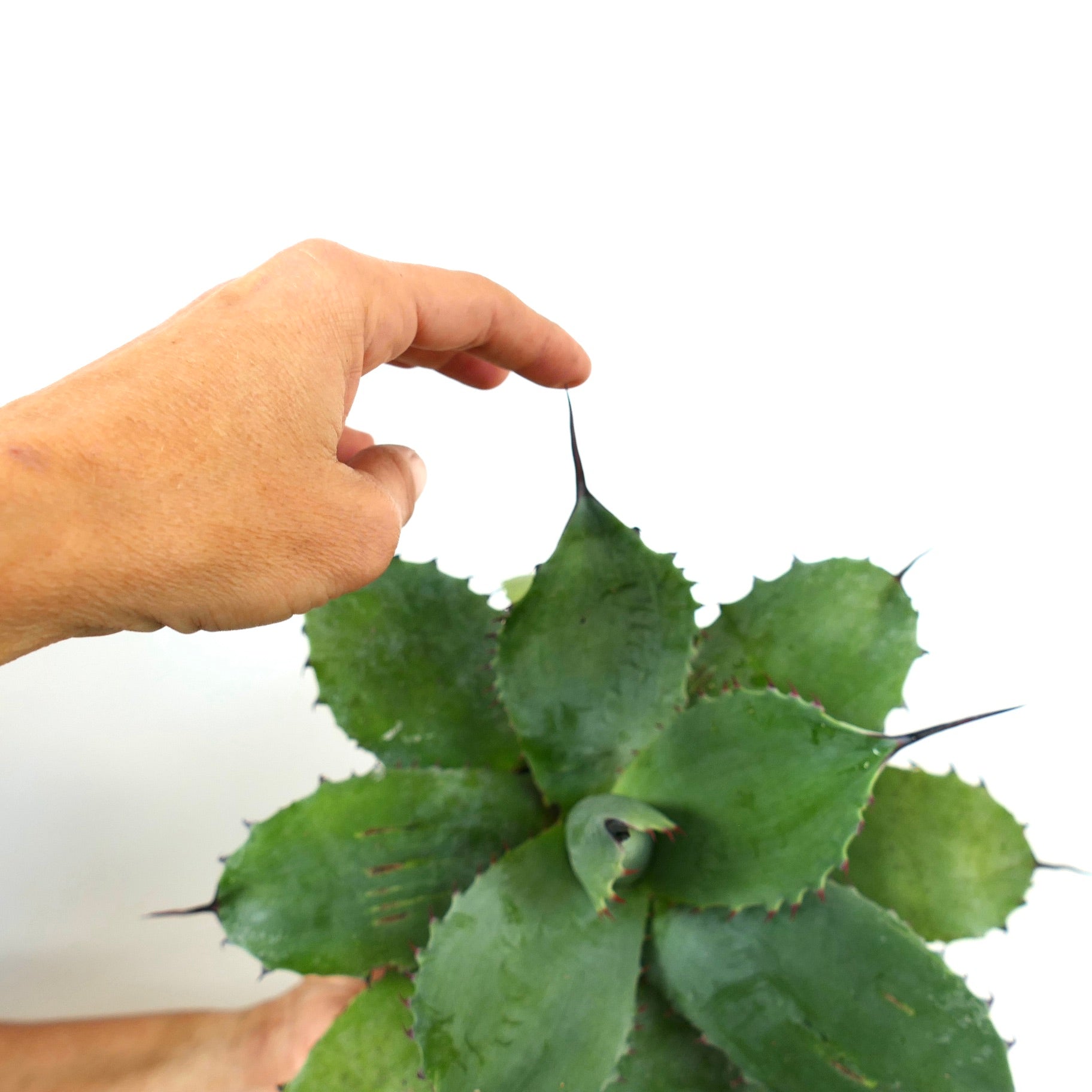 アガベ パリー　トランカータ　双子 アガベ「パリー・パリー」＆「パリー・トランカータ」の成長記録＆育て