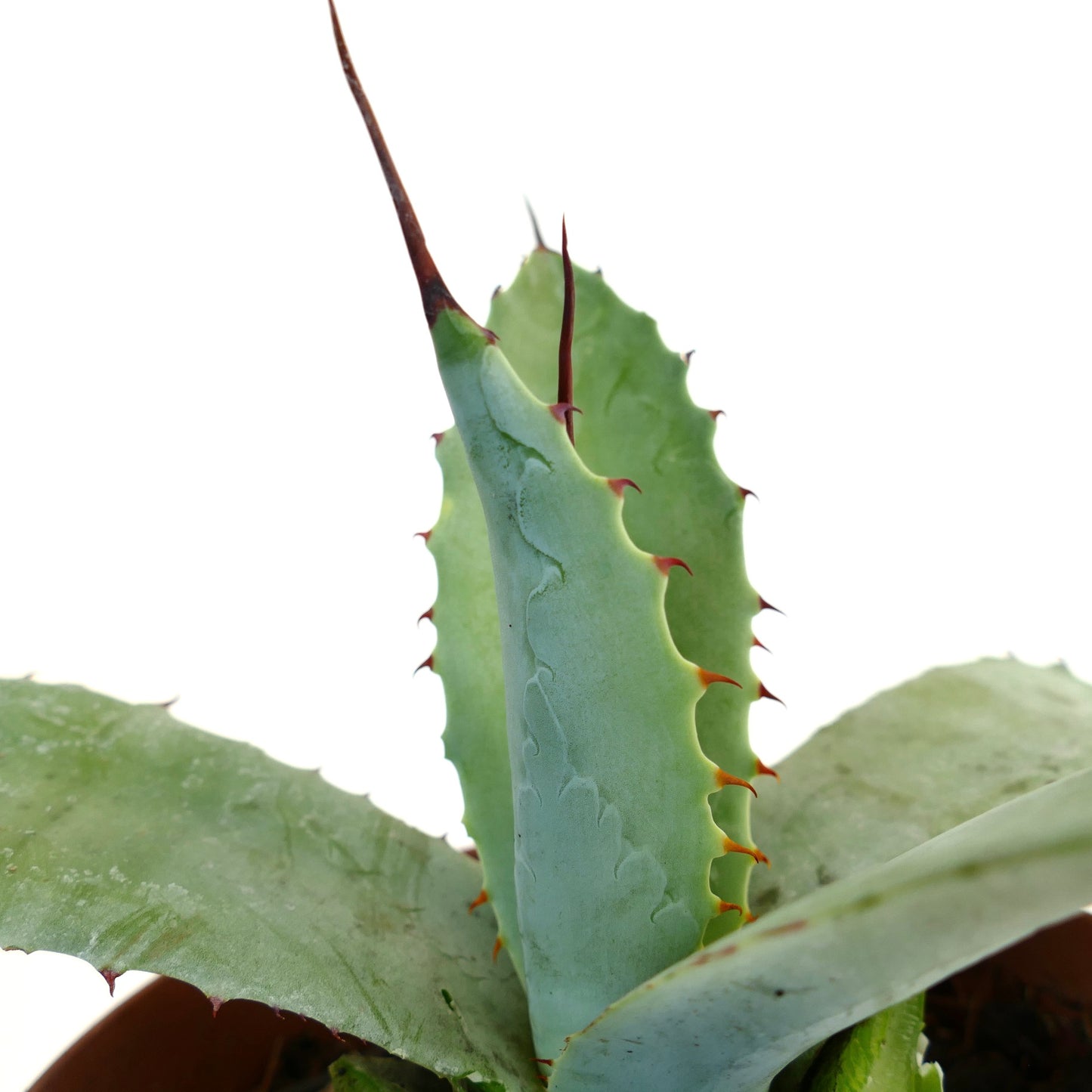 Agave bovicornuta X Agave americana succulenta con foglie spesse verde-blu e spine rosso-ruggine affilate