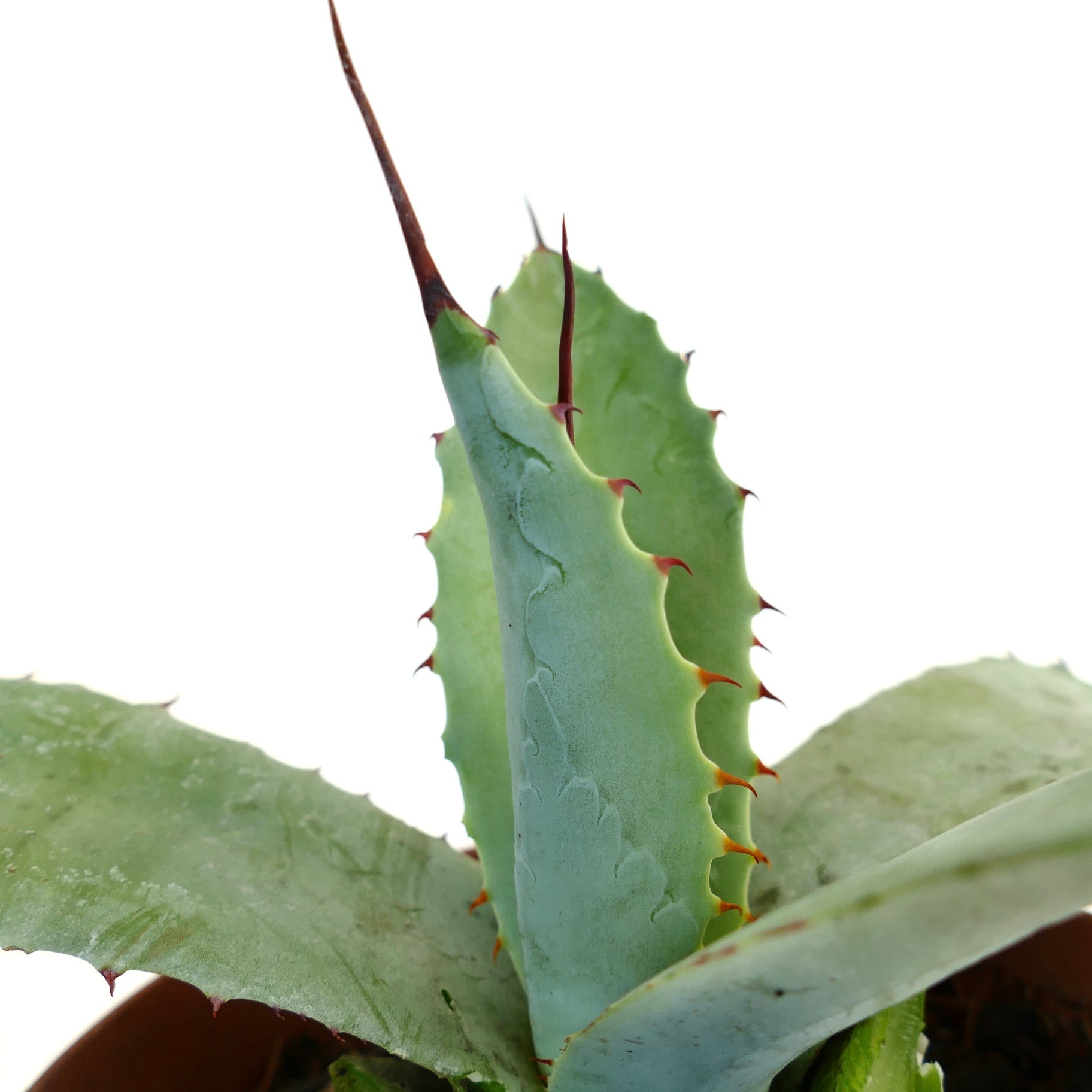Agave bovicornuta X Agave americana succulenta con foglie spesse verde-blu e spine rosso-ruggine affilate
