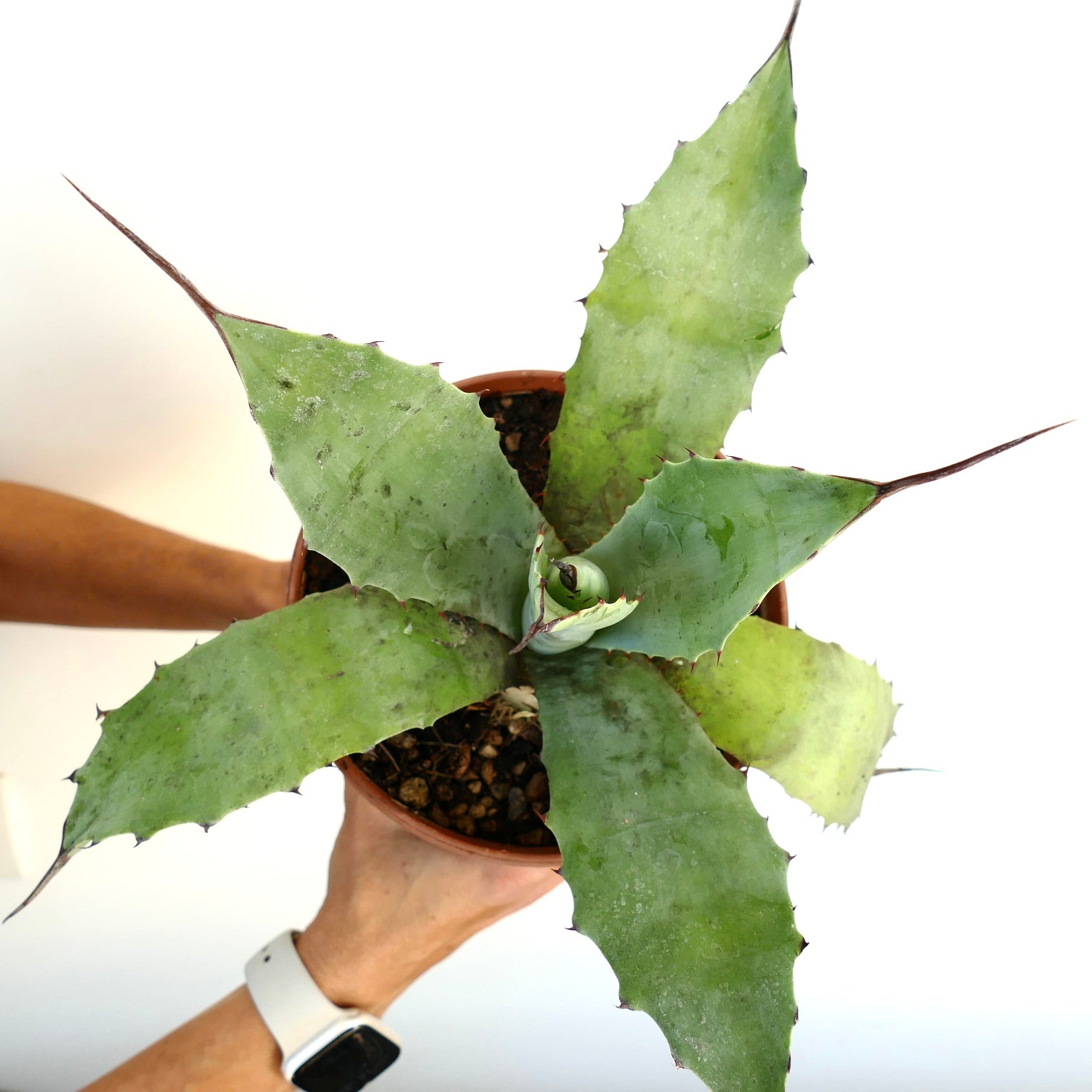 Agave americana ハイブリッド | Botanical Archive | ユニークな砂漠