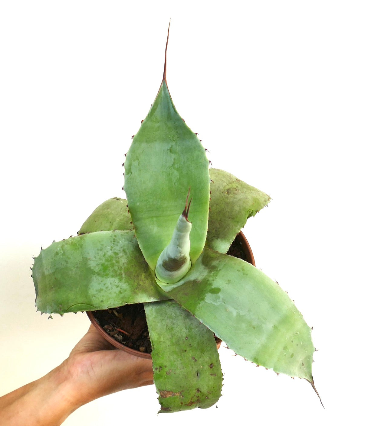 Agave celsii X Agave uthaensis succulent hybrid with broad green leaves and sharp spines