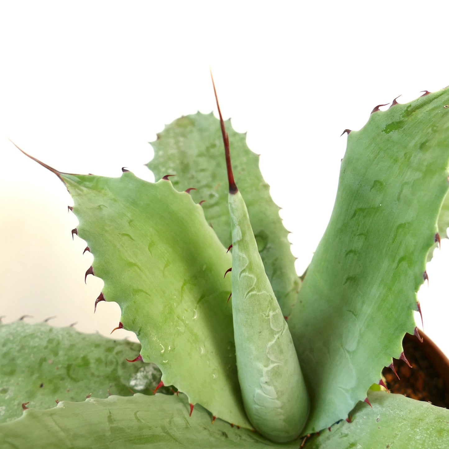 Agave parrasana X Agave eborispina