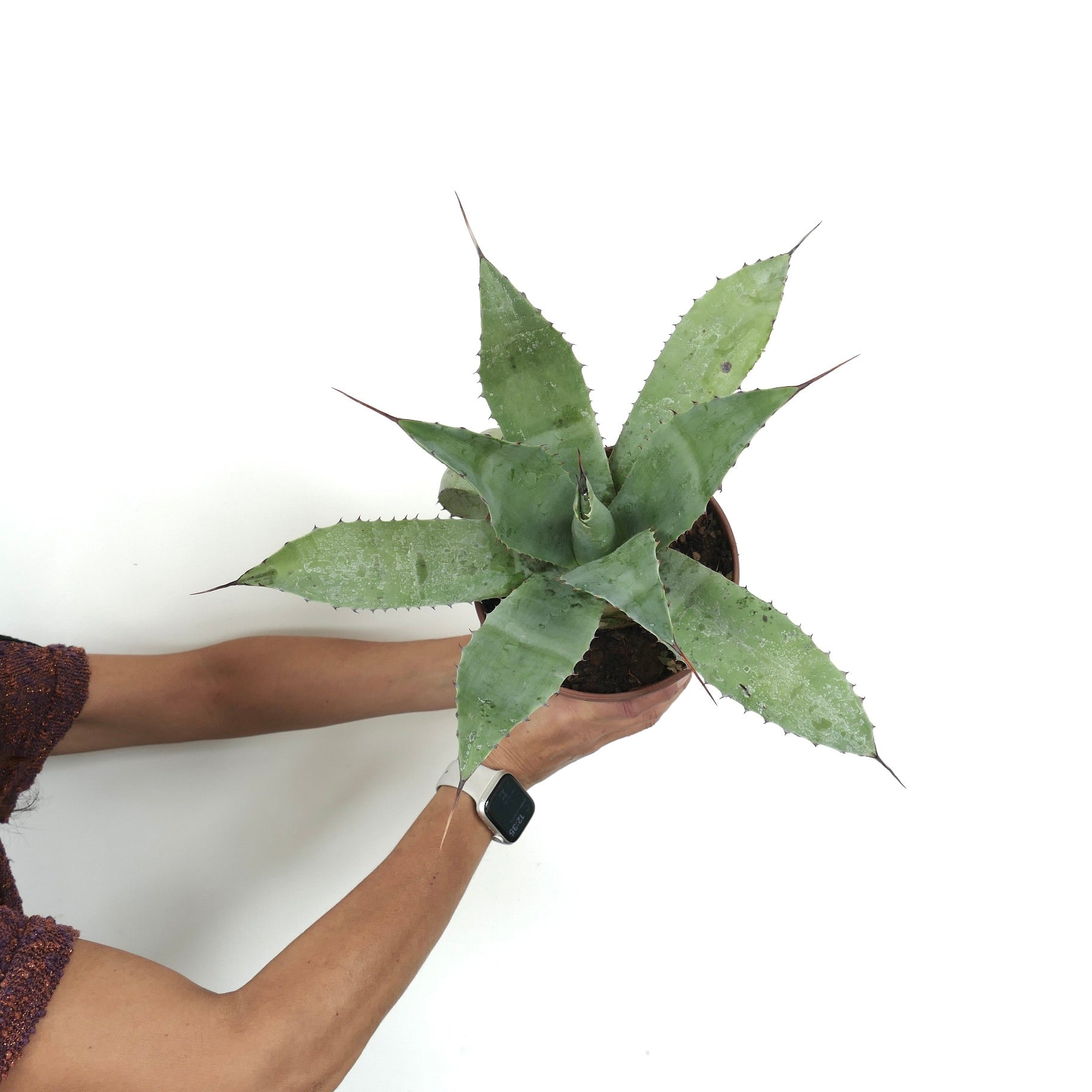 Agave ovatifolia X Agave parrasana succulent with broad spiny leaves and pointed tips in pot held by hands
