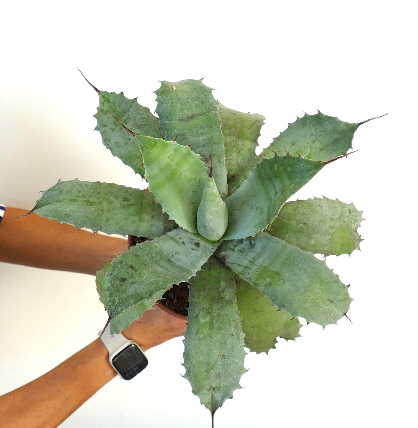 Agave ovatifolia X Agave parrasana large succulent rosette with thick blue-green spiny leaves