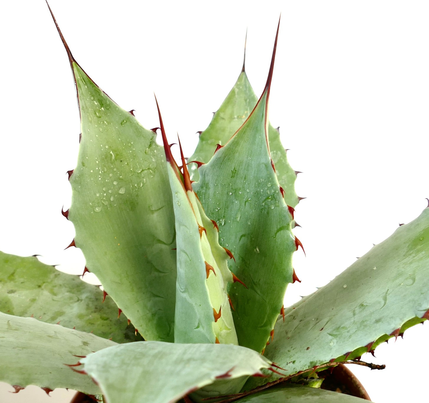 アガベ ハイブリッド | botanicalarchive.com | 希少多肉植物 |