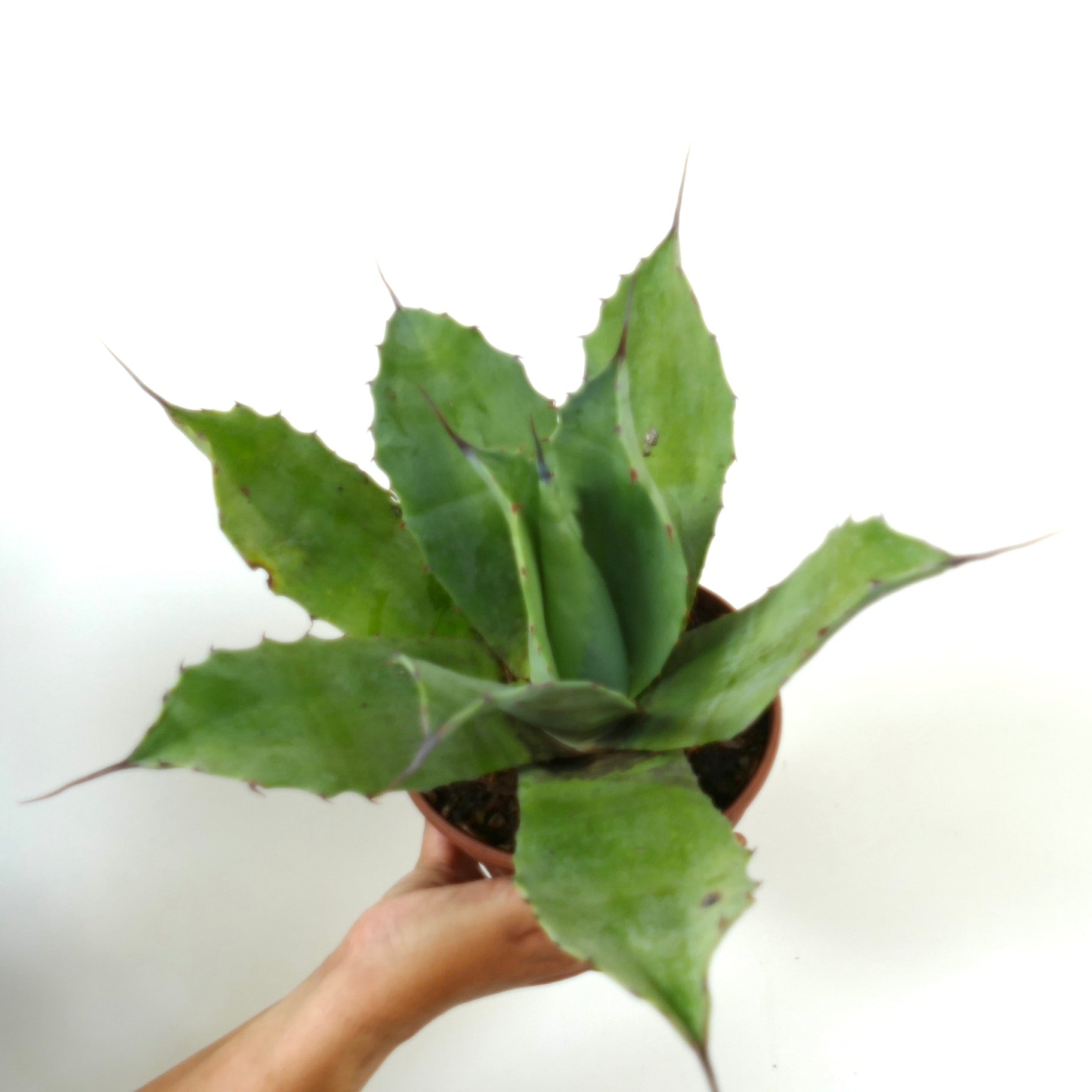 Agave ovatifolia X Agave vizcainoensis sukkulent med brede grønne blader og skarpe pigger i potte