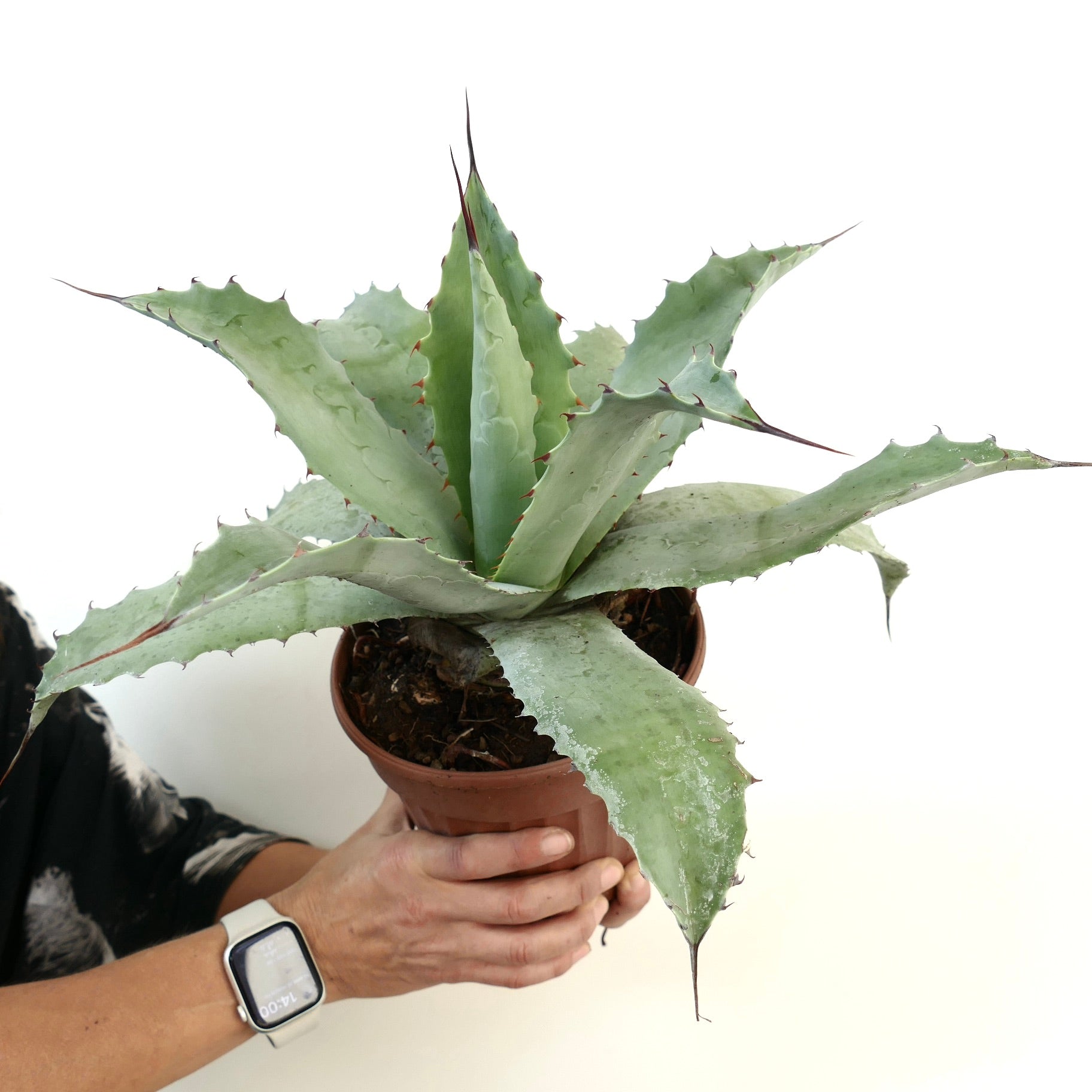 アガベ ハイブリッド | botanicalarchive.com | 珍しい多肉植物 |