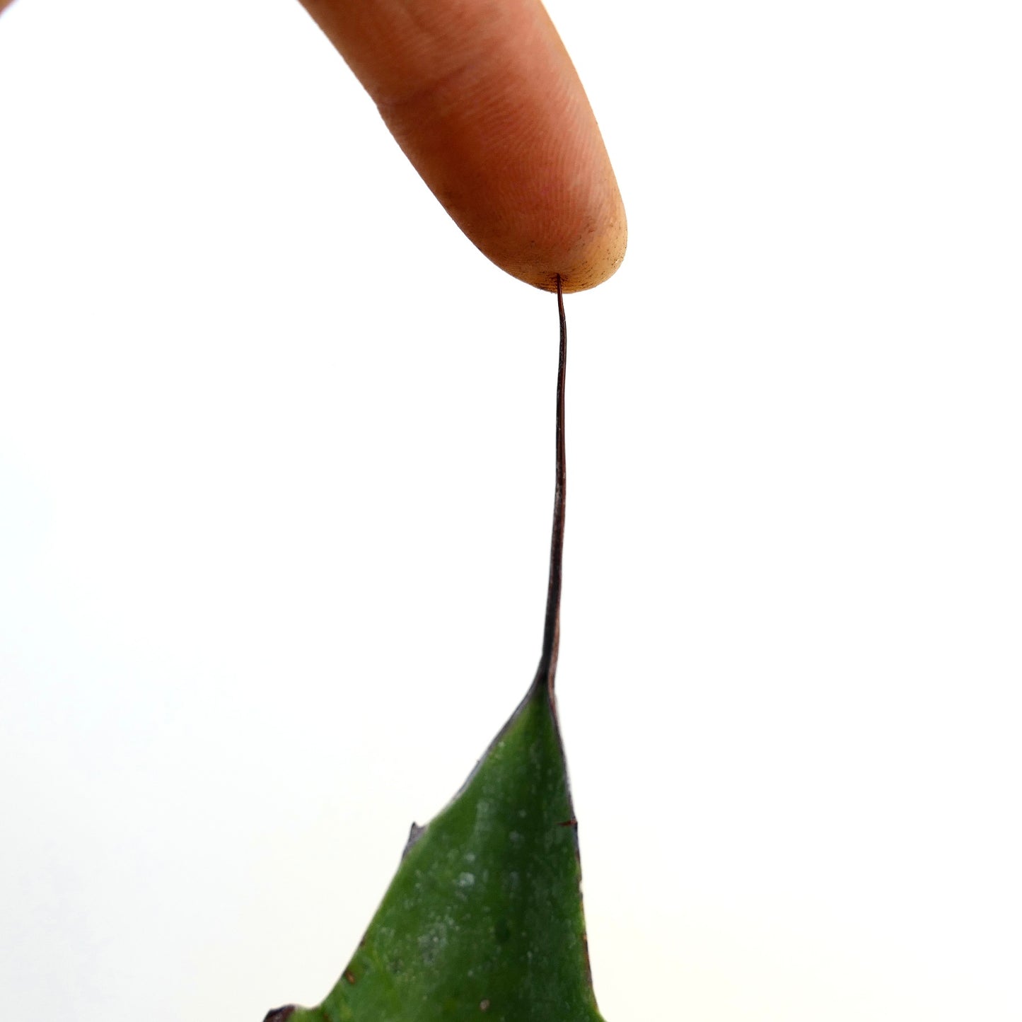 Agave bovicornuta X eborispina X americana succulent with long dark terminal spine and thick green leaf