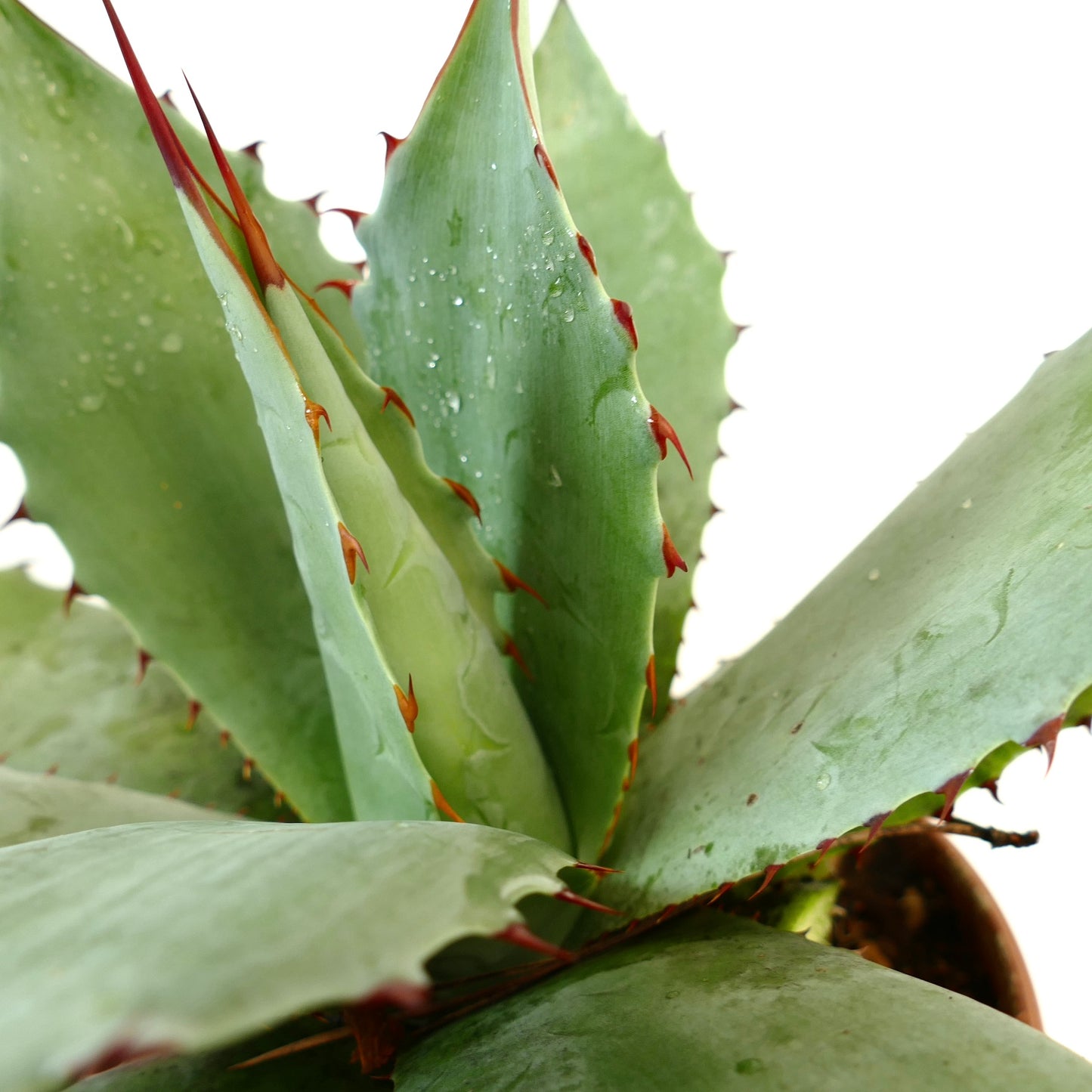 Agave parrasana X Agave ovatifolia GREEN-BLU