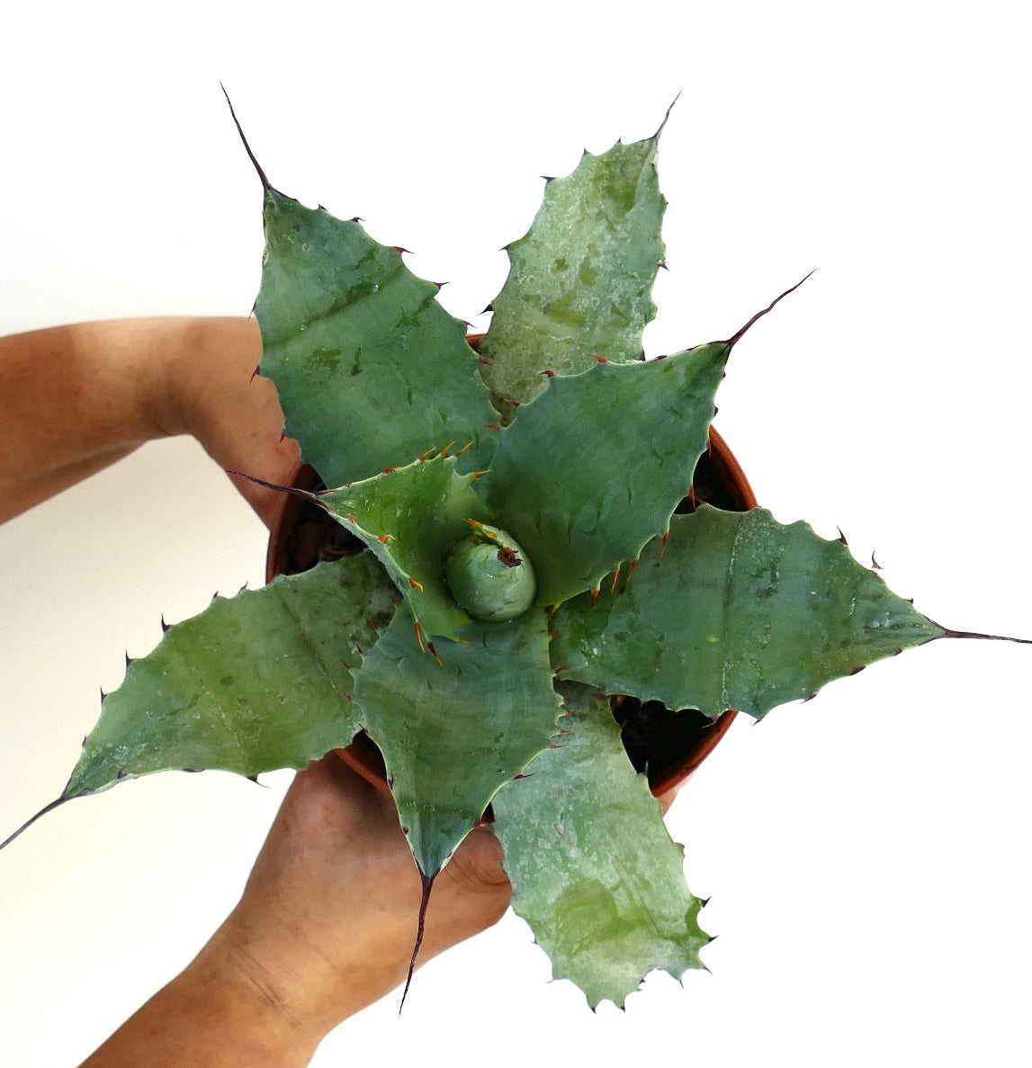 Agave salmiana X Agave ovatifolia X Agave parrasana succulent with broad spiny blue-green leaves in terracotta pot
