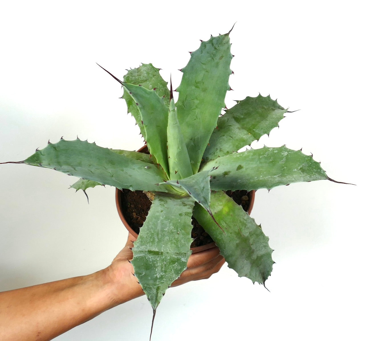 هجين عصاري من أغاف فيروكس × أغاف أوفاتيفوليا بأوراق شائكة سميكة ذات لون أزرق-أخضر في وعاء