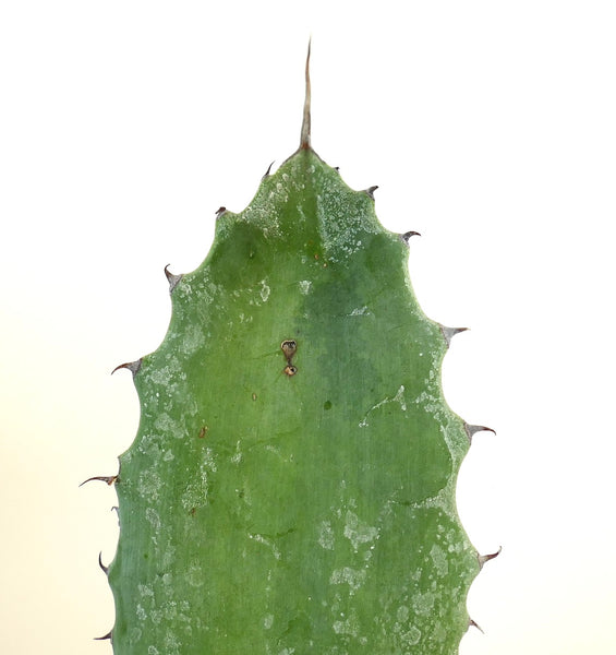 アガベ　パラサナ Agave parrasana