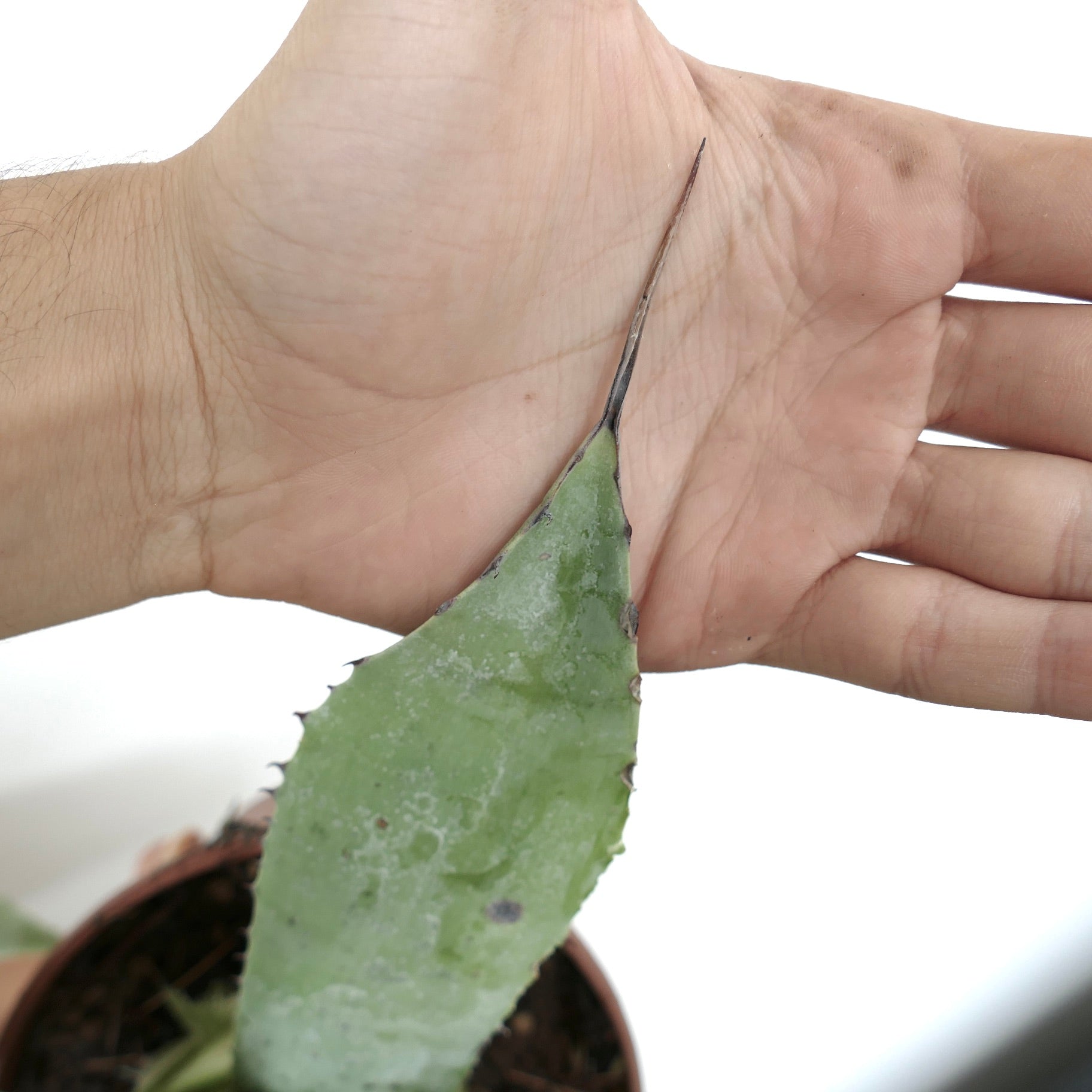 Agave ovatifolia X Agave parrasana succulent leaf with sharp spine and textured surface close-up