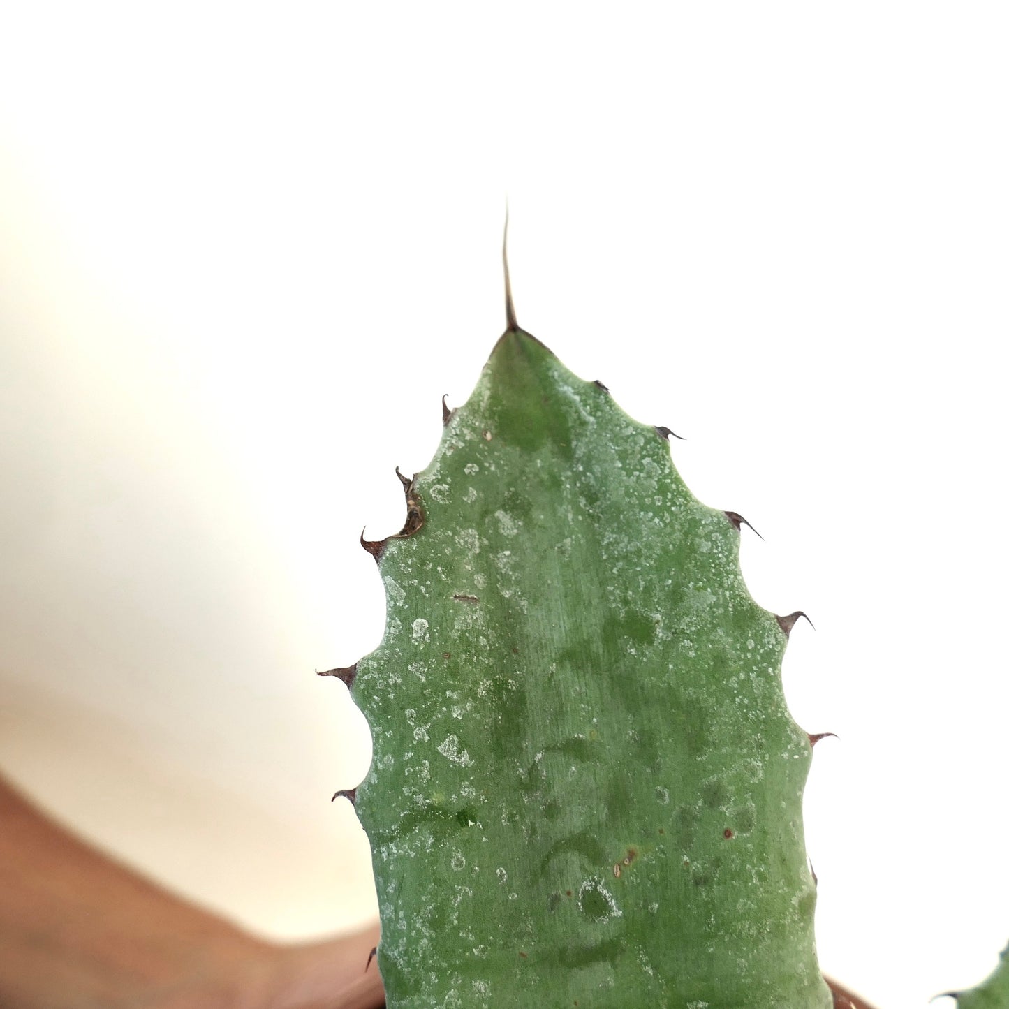 Agave parrasana X Agave eborispina