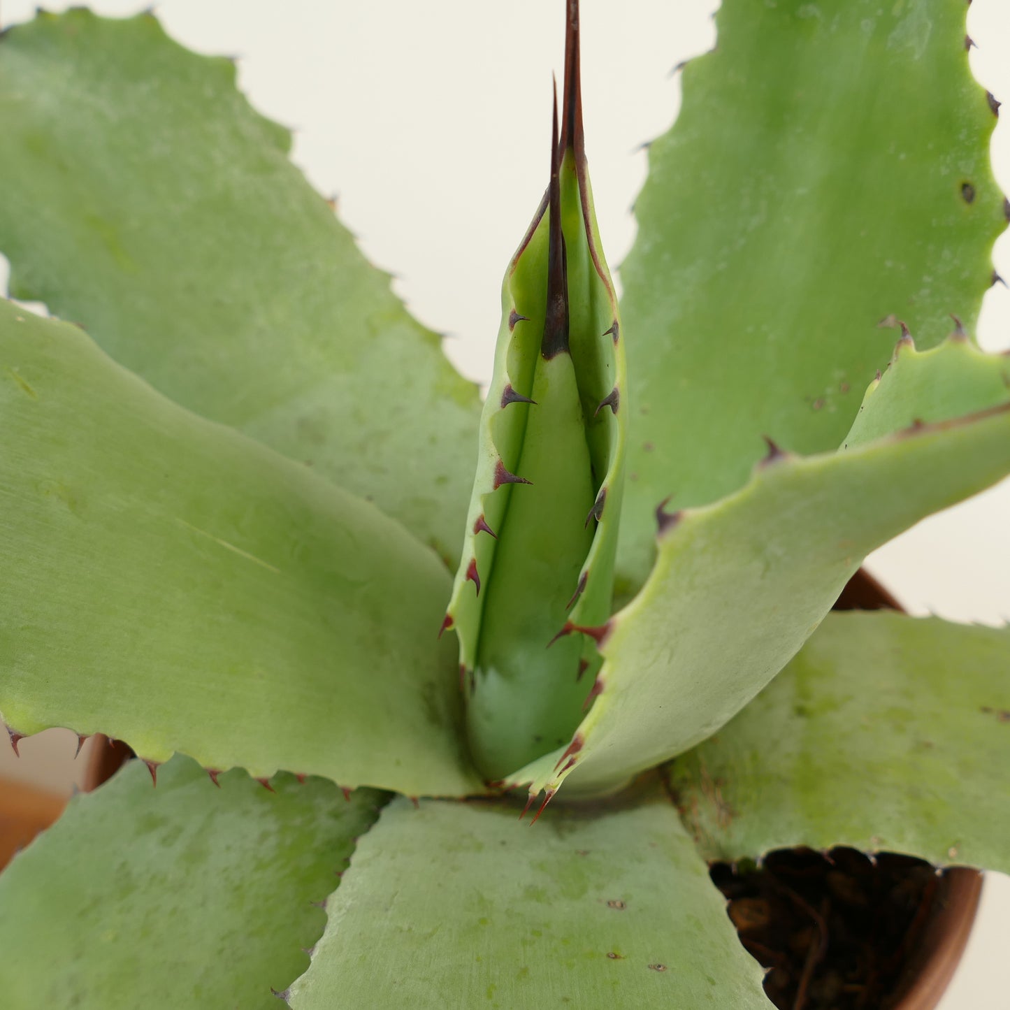 Agave celsii X Agave bovicornuta (light green)