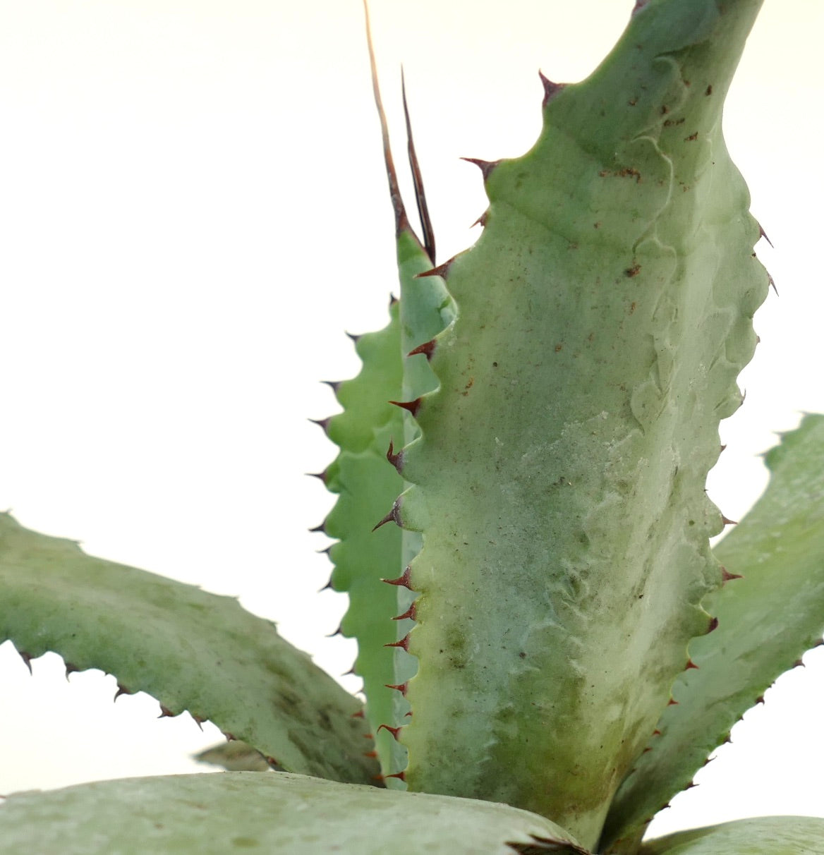 Agave americana X Agave ferox X Agave eborispina