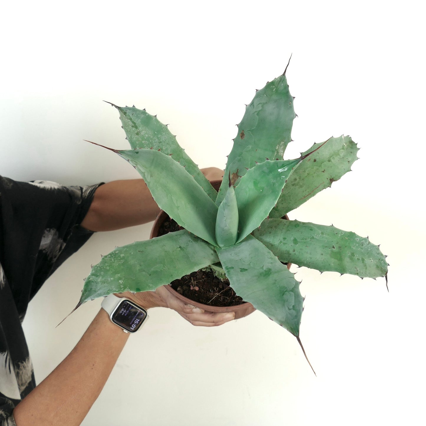 Agave eborispina X cerulata (blue-green)