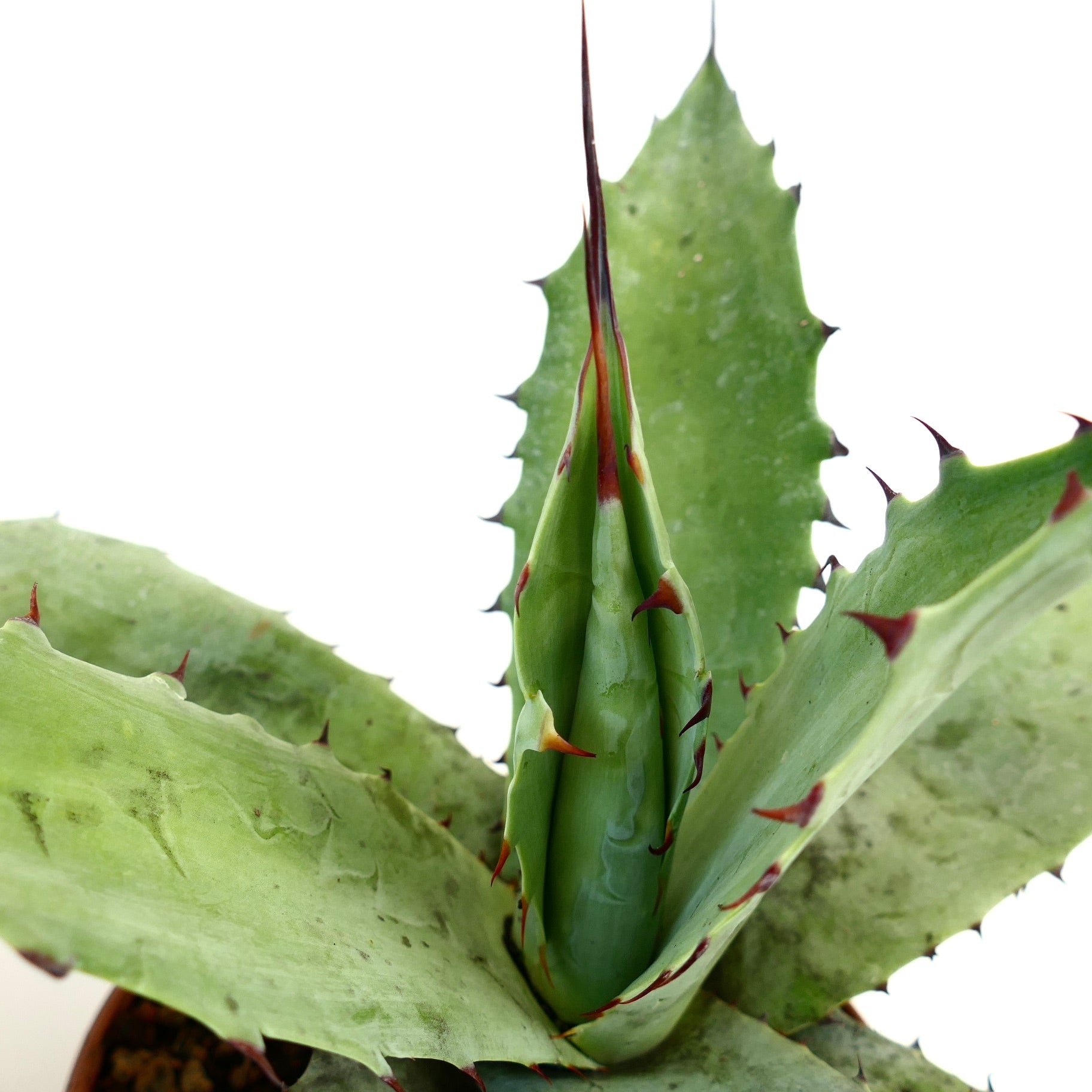 Agave bovicornuta X eborispina X americana succulent with thick green leaves and reddish spines