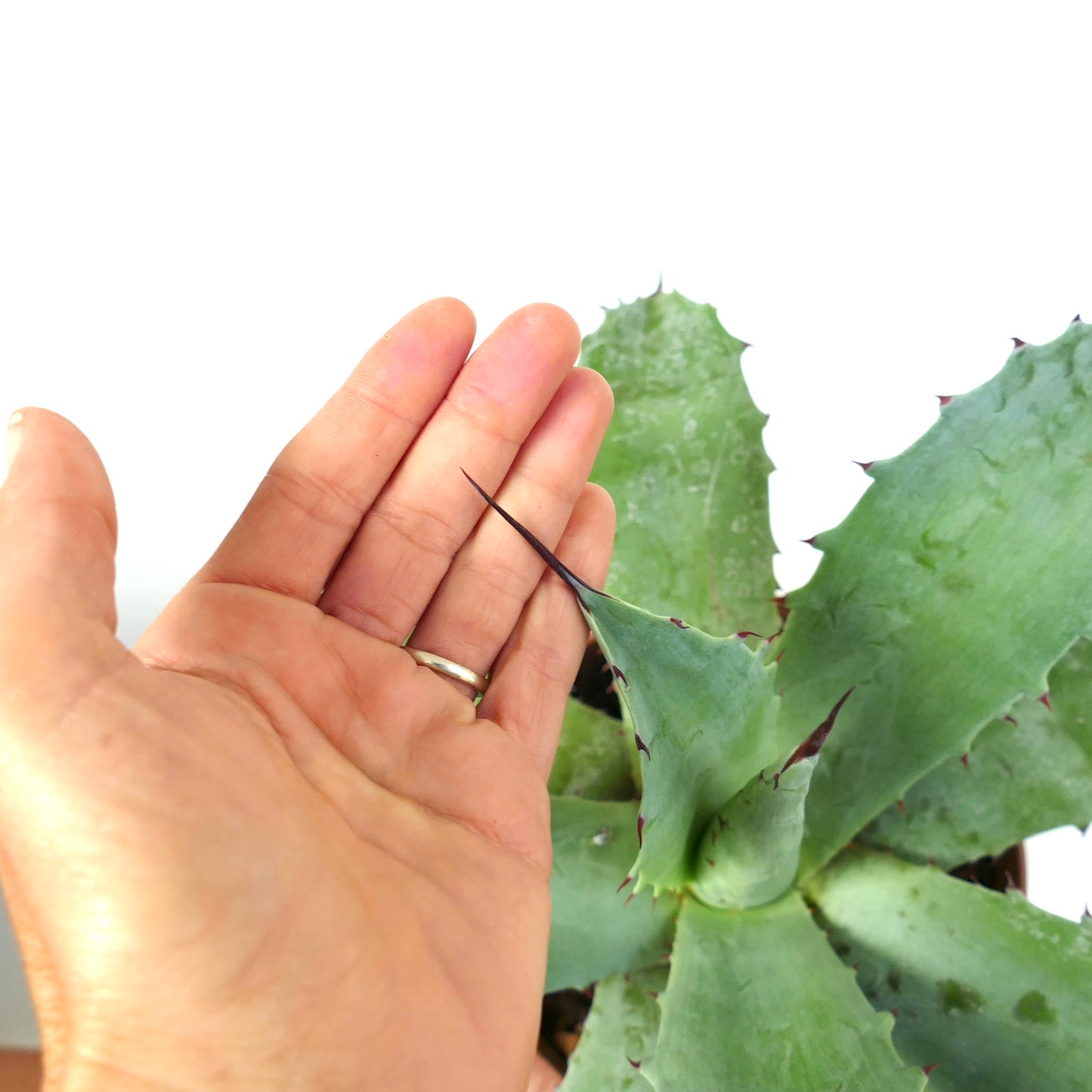 أغاف فيروكس × أغاف أوفاتيفوليا عصاري بأوراق خضراء سميكة وأشواك داكنة حادة