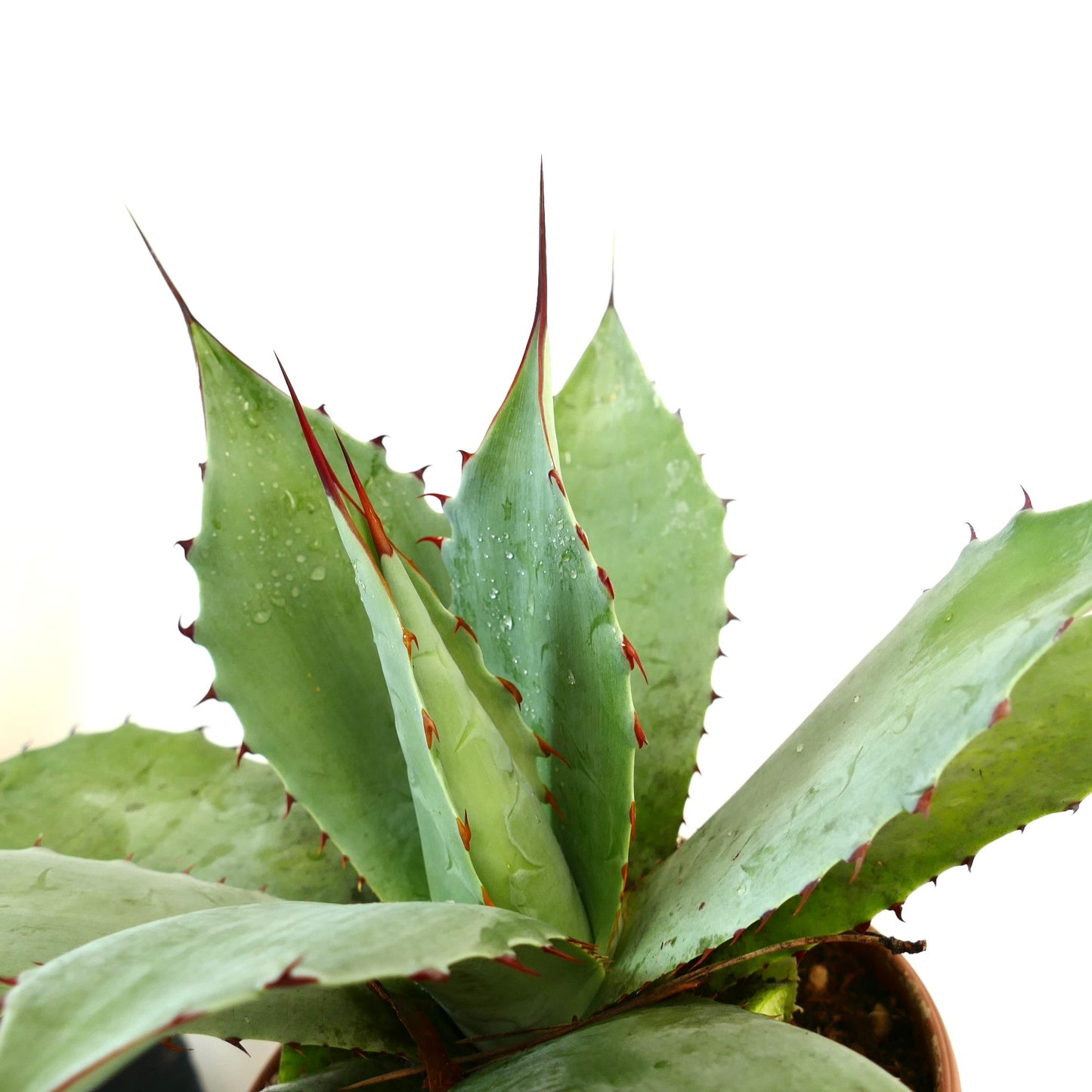 Agave parrasana X Agave ovatifolia GREEN-BLU