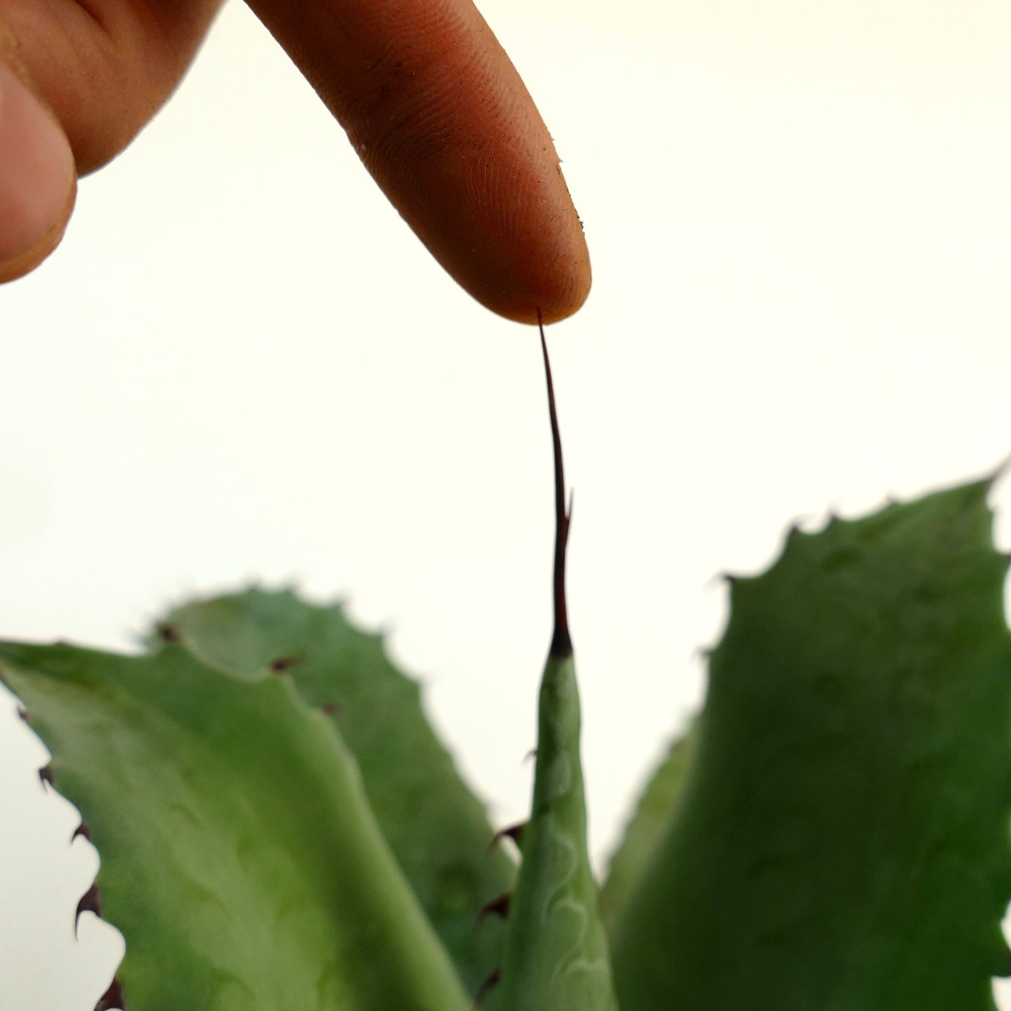 Agave parrasana X Agave eborispina