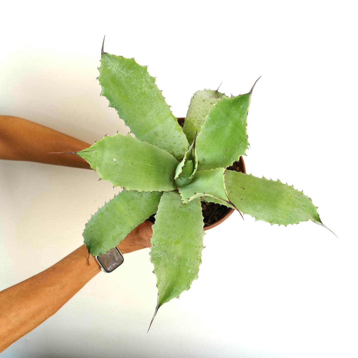 Agave celsii X Agave bovicornuta (light green)