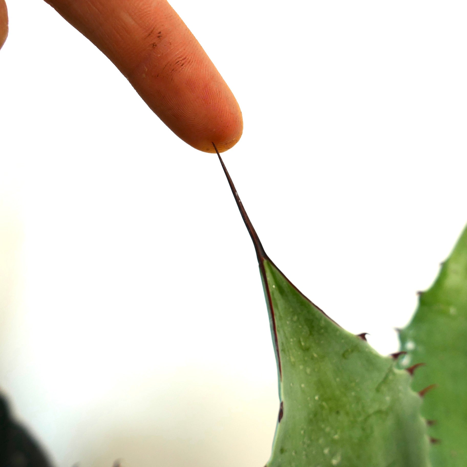 アガベ ハイブリッド | botanicalarchive.com | 希少多肉植物 |