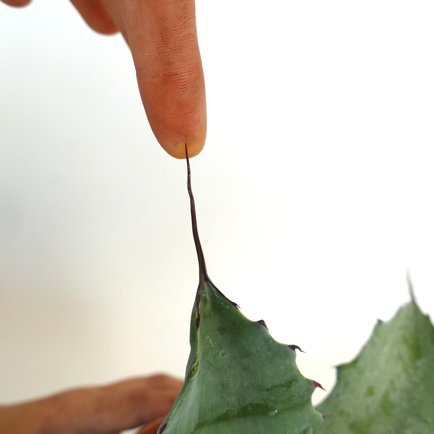 Agave salmiana X Agave ovatifolia X Agave parrasana succulent with long dark spine and thick green leaves