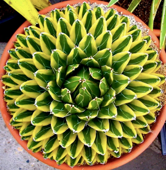 Agave victoriae-reginae 'SUN POWER'