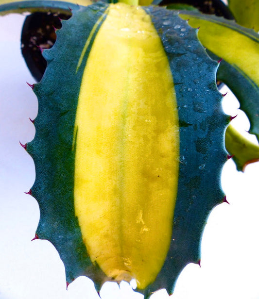 Agave americana succulent leaf with yellow center and dark green spiny edges