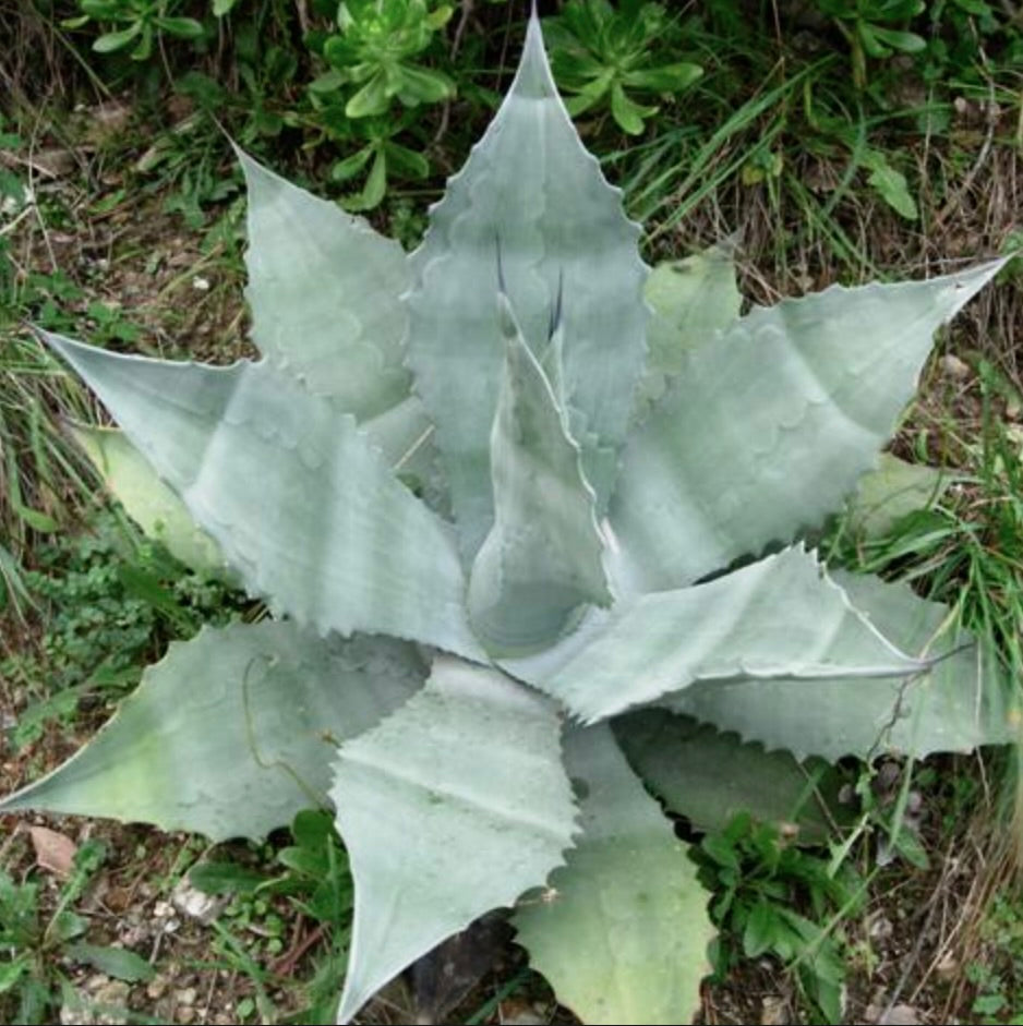 Agave asperrima succulent with broad, pale blue-green leaves and sharp spines outdoors
