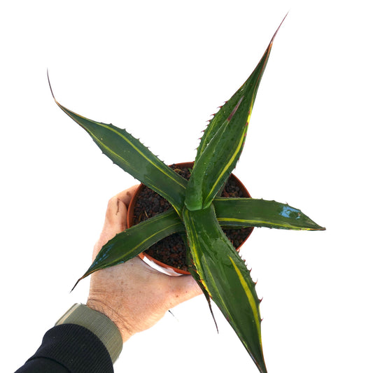 Agave asperrima subs. photosiensis "Takeshi" Sukkulente mit langen, spitzen Blättern und gelb gestreiften Rändern