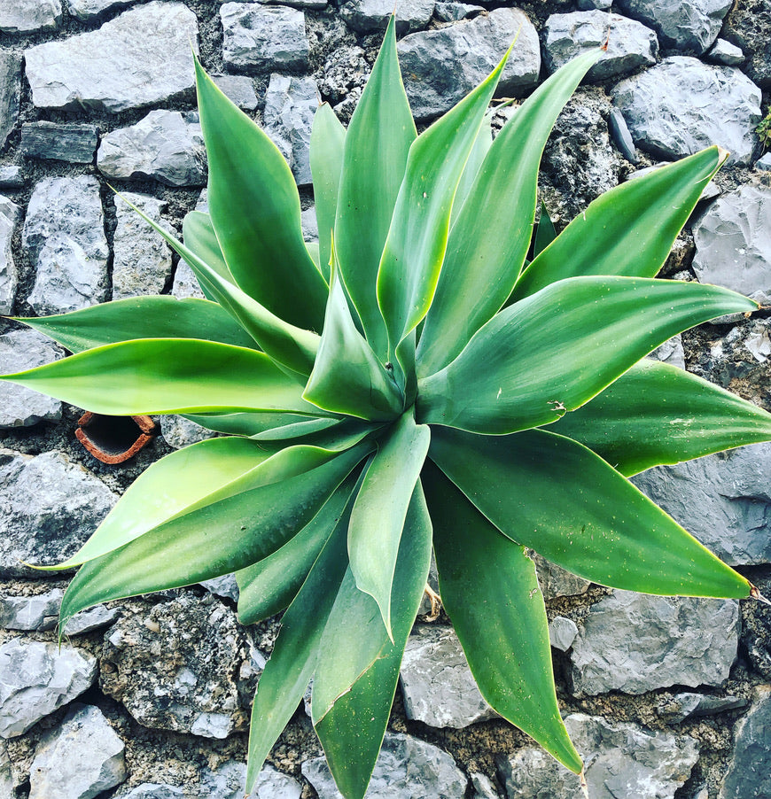Agave attenuata succulent with smooth, broad green leaves and pointed tips on stone background