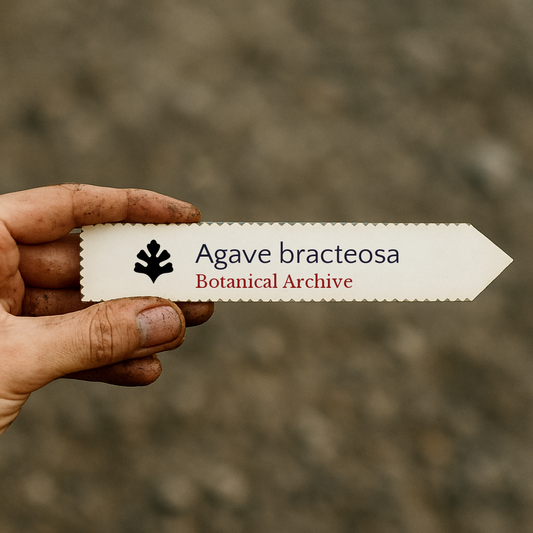 SEMI di Agave bracteosa