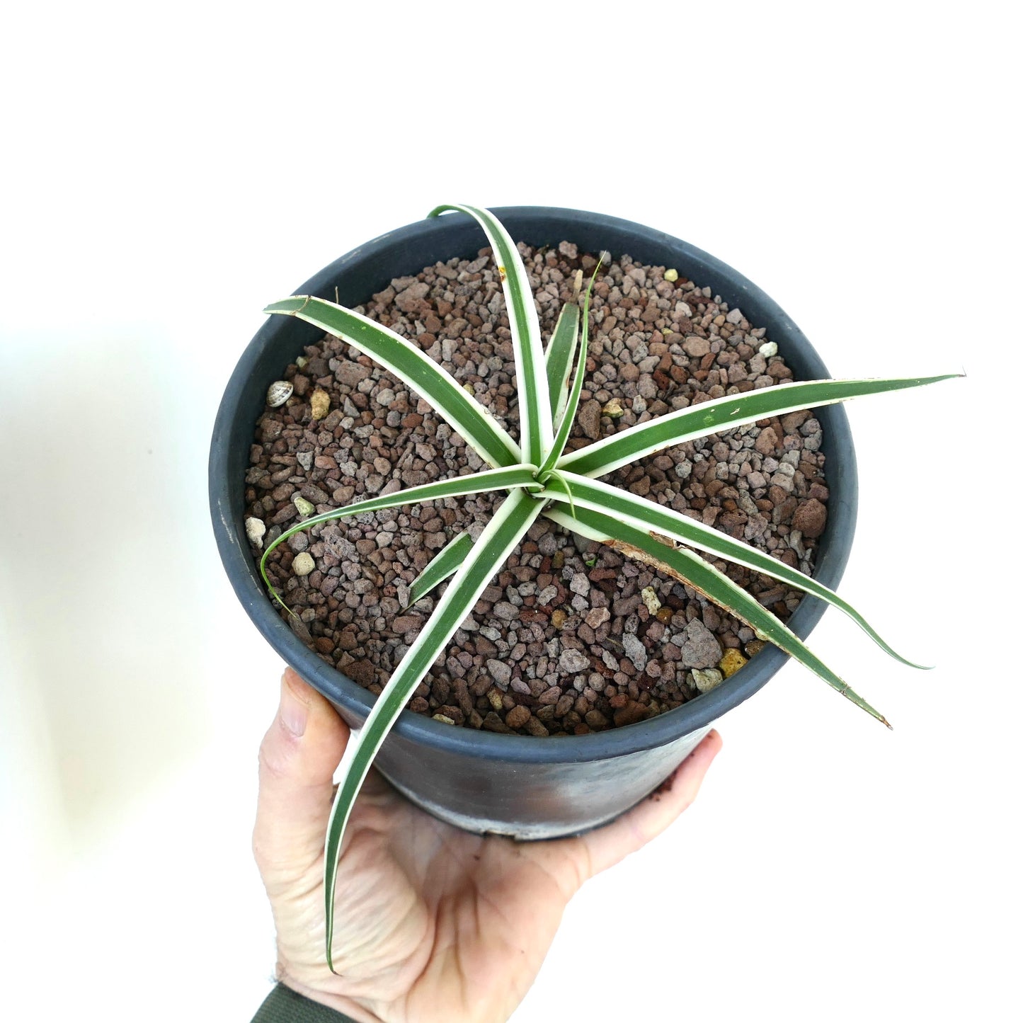 Agave bracteosa succulent with narrow green leaves and white variegated stripes in pot