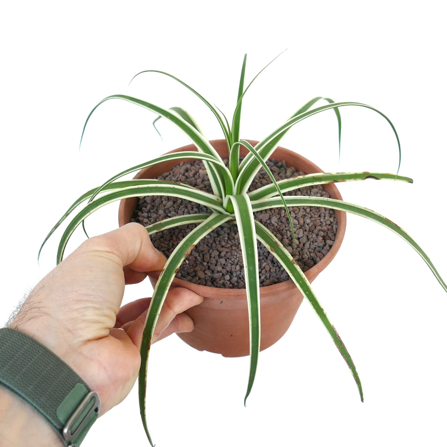 Agave bracteosa Moroccan princess Agave bracteosa Moroccan