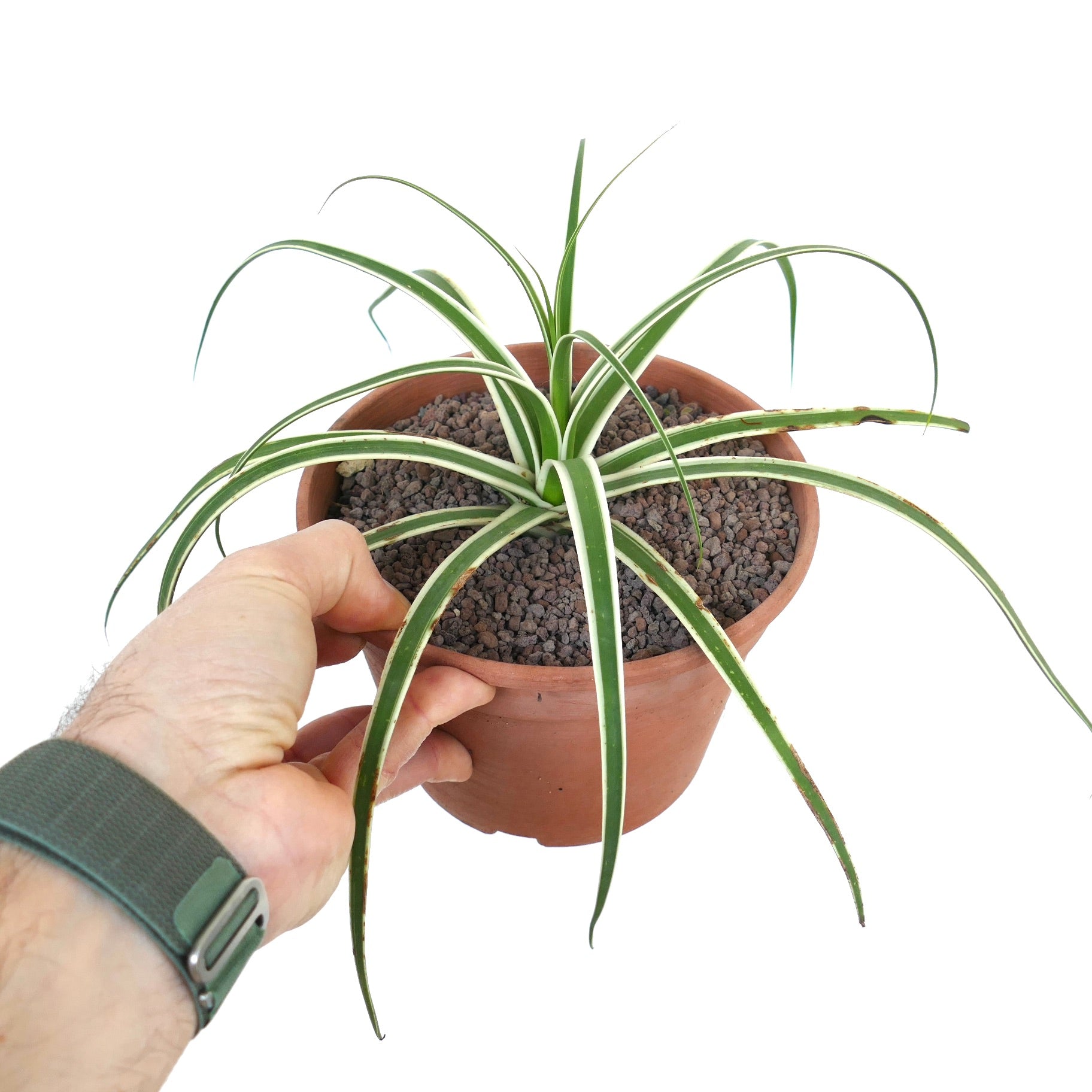 アガベ・ブラクテオーサ MONTERREY FROST | Botanical Archive | 今