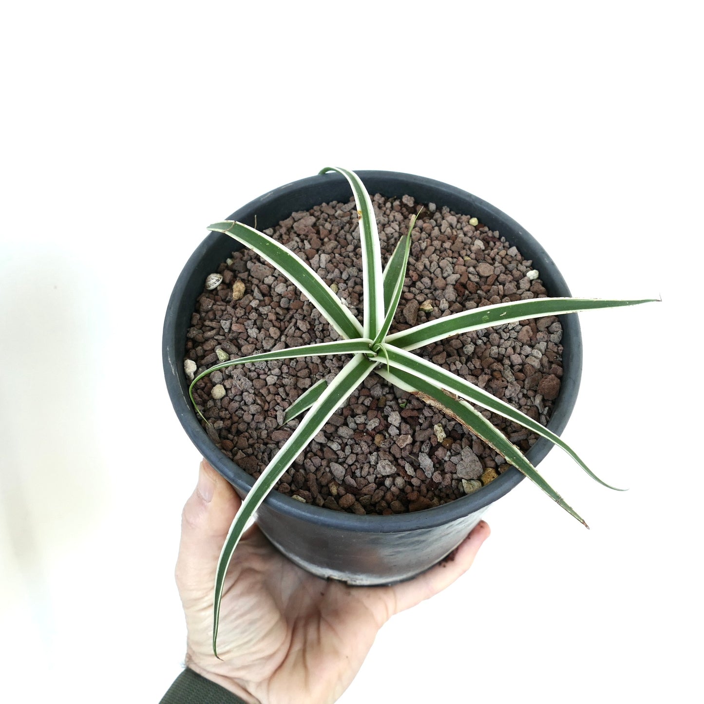 Agave bracteosa succulent with narrow green leaves and white central stripes in pot