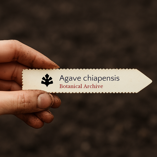 Semi di Agave chiapensis