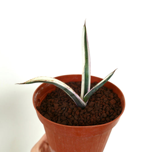 أغاف فانكيانا cv 'هاكورو شيرو فوكورين' نبات عصاري صغير متنوع الألوان بأوراق حوافها بيضاء في وعاء