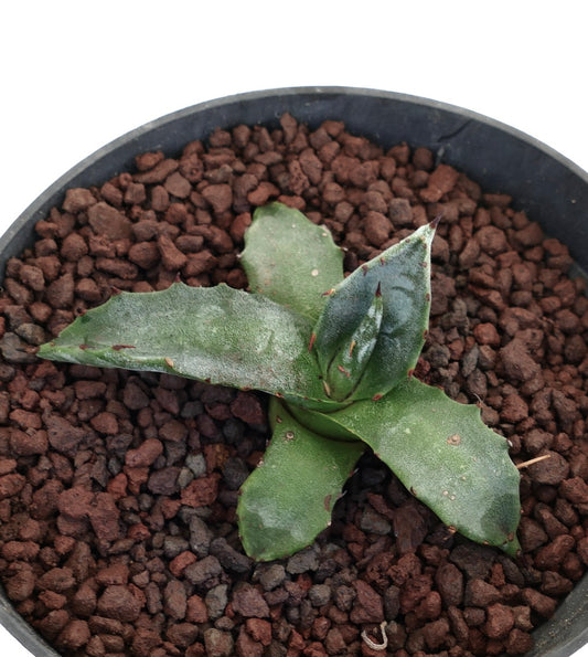Succulenta Agave gentryi con foglie verdi spesse e piccole spine in vaso nero