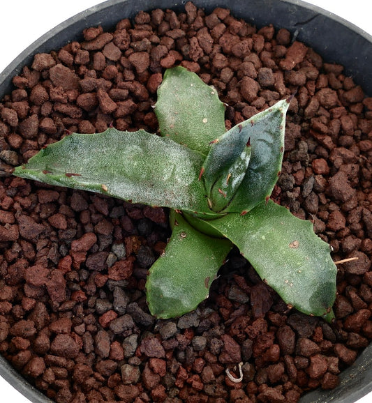Agave gentryi piccola succulenta con foglie verdi spesse e spine rossastre in vaso