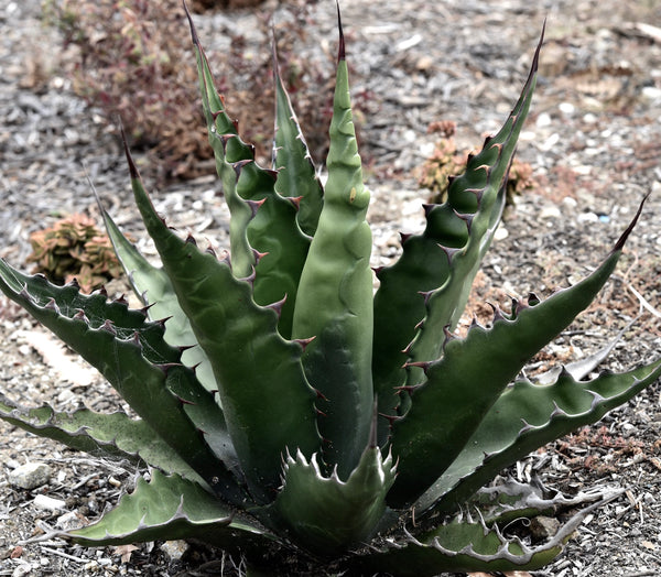 Agave_gentryi_SEEDS_grande.jpg