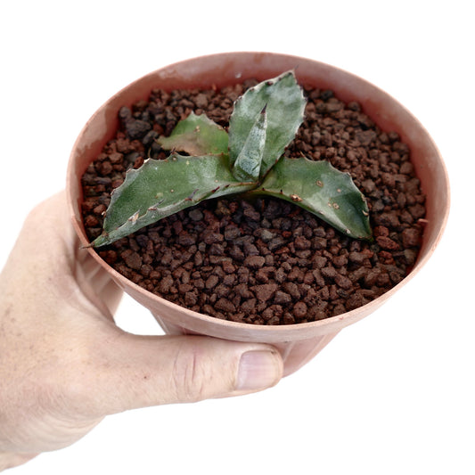 Piccola succulenta Agave gentryi con foglie verdi spesse e spine scure in vaso di terracotta