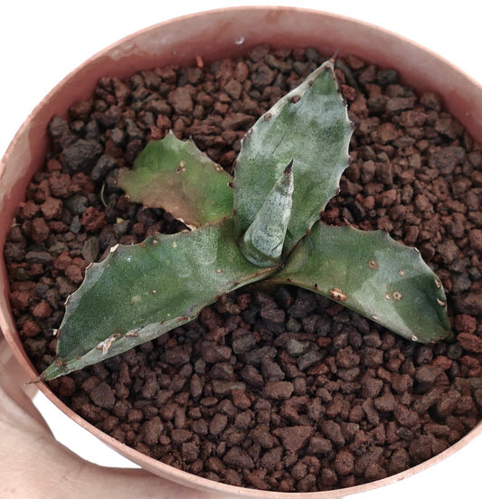 Agave gentryi piccolo succulent con foglie spesse verdi e bordi spinati in vaso