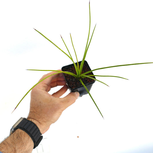 Agave guiengola cv. 'Cream Brulee' rare succulent with long slender leaves and dark spine tips