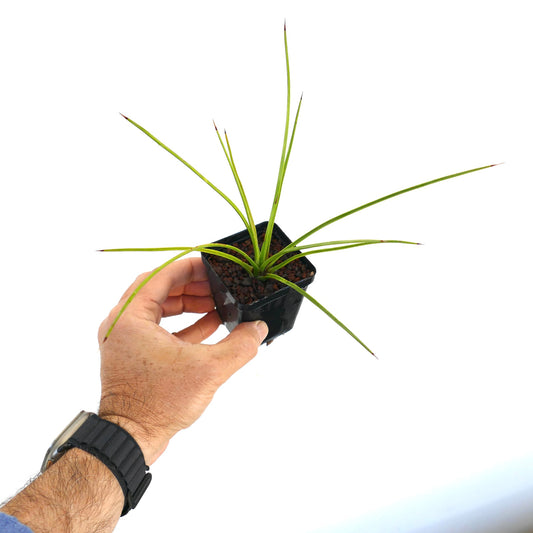 Agave guiengola cv. 'Cream Brulee' rare succulent with slender pointed leaves in small black pot