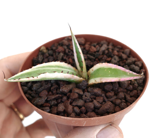 Agave guiengola cv. 'White Cream' piccola succulenta variegata con foglie spinose in vaso