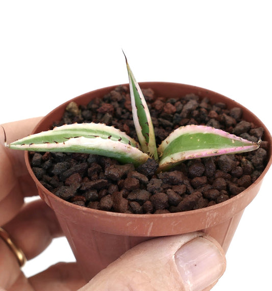 Agave guiengola cv. 'White Cream' piccola succulenta variegata con foglie verdi e crema in vaso