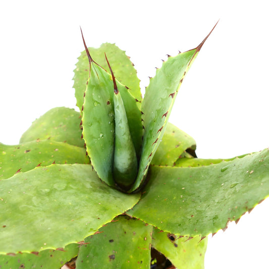 Agave hookeri x celsii succulenta con foglie verdi spesse e spine appuntite marroni, primo piano